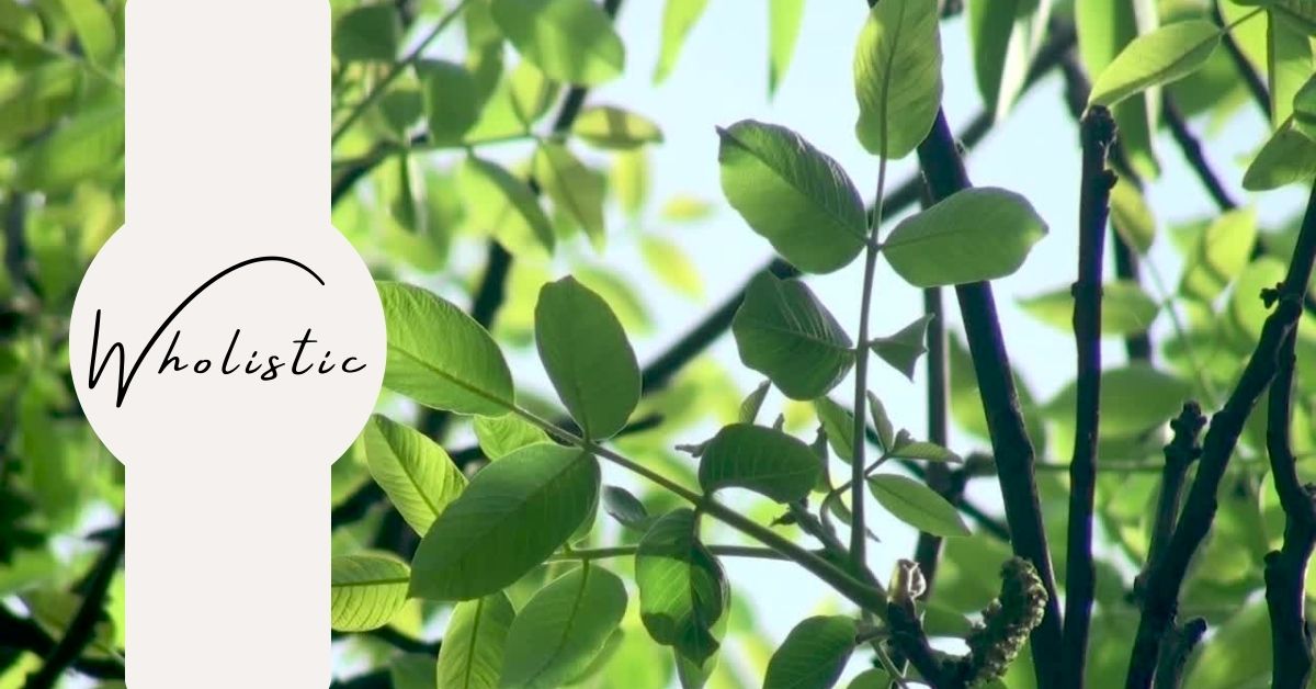 A Holistic Approach to Counselling: Embracing a Holistic Perspective for Healing