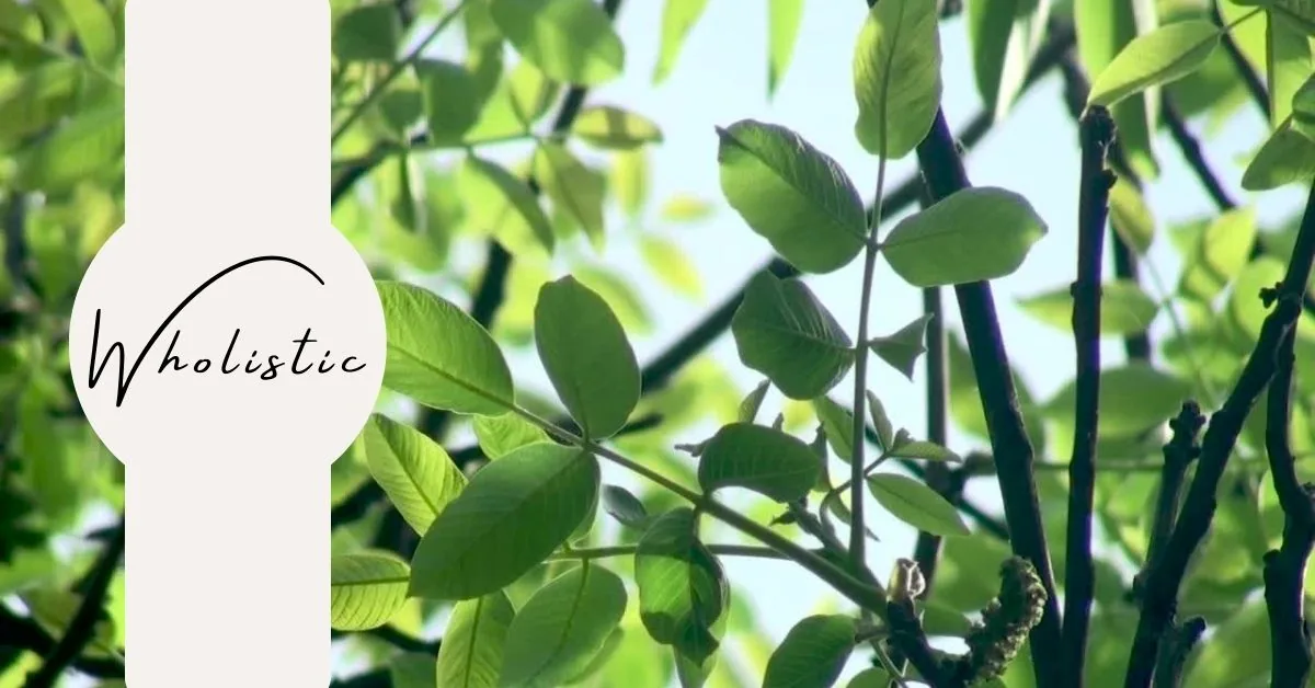 A Holistic Approach to Counselling: Embracing a Holistic Perspective for Healing